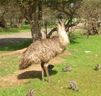 Minlaton Fauna Park - Accommodation Resorts
