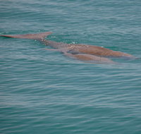 Dugongs - Accommodation Resorts