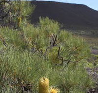 Lesueur Walk Trail Mount Lesueur - Accommodation Resorts
