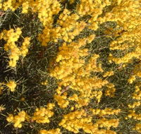 Dalwallinu Remnant Bushland - Accommodation Resorts