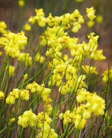 Mount Madden Scenic Drive - Accommodation Resorts 0