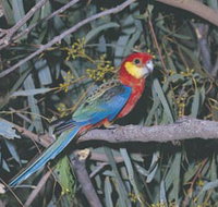 King River - Accommodation Resorts