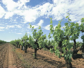 Blackwood Meadery - Accommodation Resorts 0