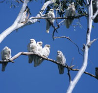 Carawine Gorge - Accommodation Resorts