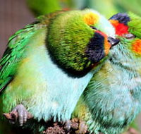 Rainbow Jungle - The Australian Parrot Breeding Centre - Accommodation Resorts