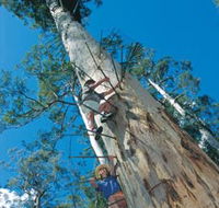 Dave Evans Bicentennial Tree - Accommodation Resorts