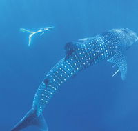 Ningaloo Marine Park - Accommodation Resorts