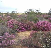 Reynoldson's Flora Reserve - Accommodation Resorts