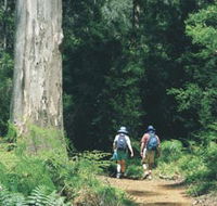 Gloucester Tree - Accommodation Resorts