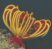 Lighthouse Bay - Accommodation Resorts