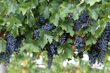 Stirling Estate WA Accommodation Resorts