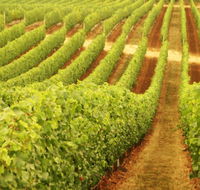 Darlington Estate Winery and Restaurant - Accommodation Resorts