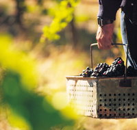 Burge Family Winemakers - Accommodation Resorts