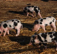 Will's Rare Breeds Farm - Accommodation Resorts