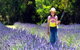 Brayfield Park Lavender Farm - thumb 0