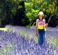 Brayfield Park Lavender Farm - Accommodation Resorts