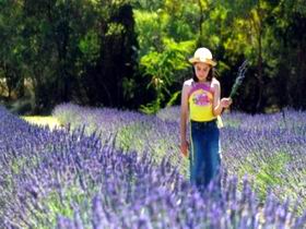 Brayfield Park Lavender Farm - Accommodation Resorts 0