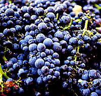 Laurel Bank Vineyard - Accommodation Resorts