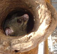 Mulga Sanctuary and Wildlife Park - Accommodation Resorts