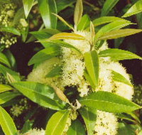 Tumbeela Native Bushfoods - Accommodation Resorts