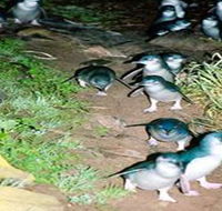 Penneshaw Penguin Centre - Accommodation Resorts