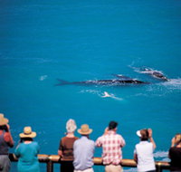 Whale Watching At Head Of Bight - Accommodation Resorts