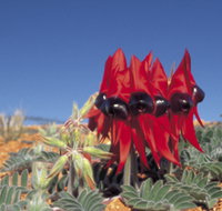 Alan Mclellan Lookout - Accommodation Resorts