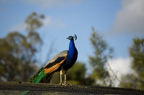 Maggie Beer's Farm Shop - Accommodation Resorts 4