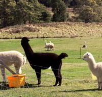 Maydena Country Cabins Accommodation  Alpaca Stud - Accommodation Resorts