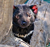 Trowunna Wildlife Sanctuary - Accommodation Resorts