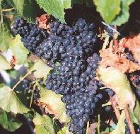 Darlington Vineyard - Accommodation Resorts