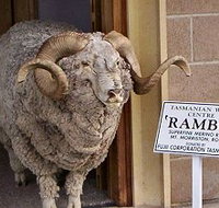 Tasmanian Wool Centre - Accommodation Resorts
