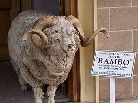 Tasmanian Wool Centre - Accommodation Resorts 0