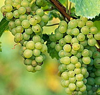 TP Vineyards - Accommodation Resorts