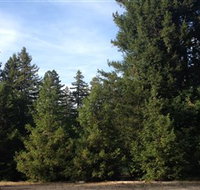 Pialligo Redwood Forest - Accommodation Resorts