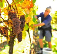 Native Point Wines - Accommodation Resorts