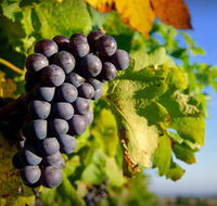 Panorama Vineyard - Accommodation Resorts