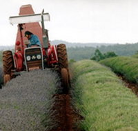 Bridestowe Lavender Farm - Accommodation Resorts