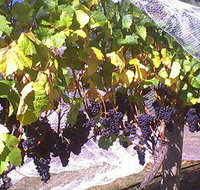 Palmara Vineyard - Accommodation Resorts