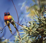 Wangi Falls Walk - Accommodation Resorts