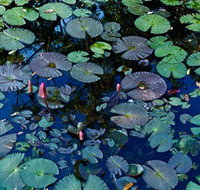 Pine Creek Water Gardens - Accommodation Resorts