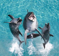 Sea World - Accommodation Resorts