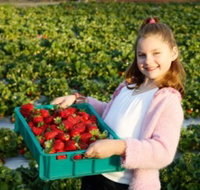 Strawberry Fields - Accommodation Resorts