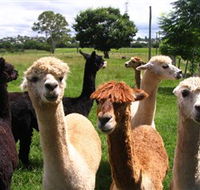 Banyandah Alpacas - Accommodation Resorts
