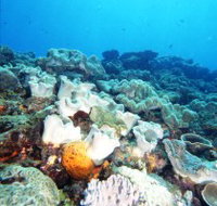 Mudjimba Old Woman Island Dive Site - Accommodation Resorts