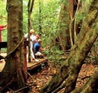 Mary Cairncross Scenic Reserve - Accommodation Resorts