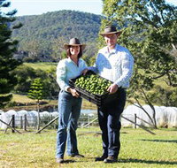 Hinterland Feijoas - Accommodation Resorts