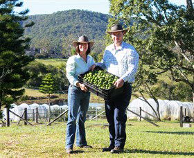 Hinterland Feijoas - Accommodation Resorts 0