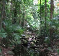 Mossman Gorge Rainforest Circuit Track Daintree National Park - Accommodation Resorts