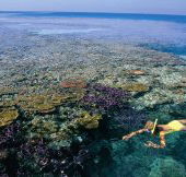 Split Bommie Dive Site - Accommodation Resorts
